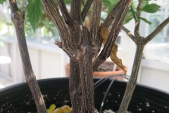 Stem-of-Lollipop-plant