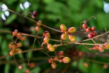 Long-jack-fruit