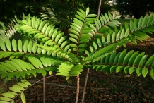 Long-jack-leaves