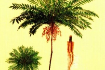 Long-jack-plant-illustration