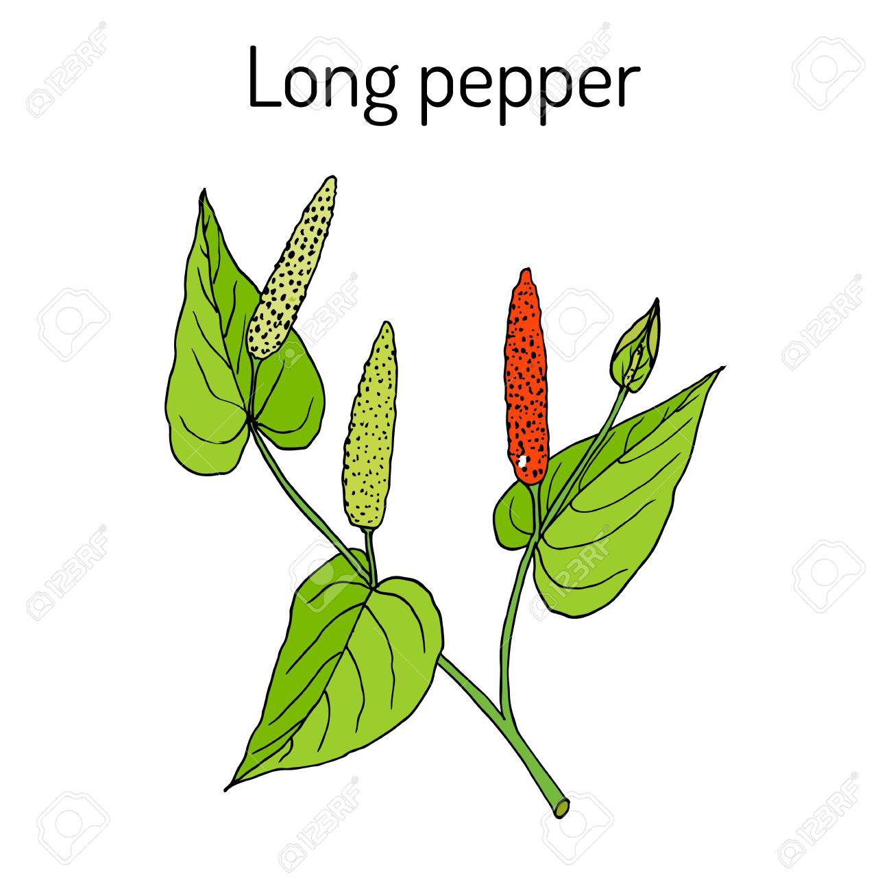 Plant-Illustration-of-Long-Pepper