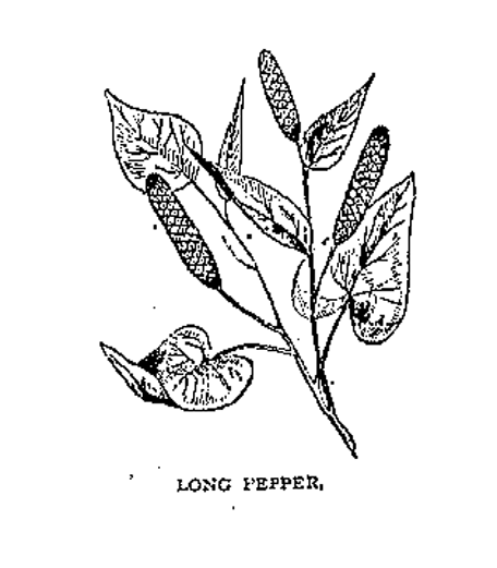 Sketch-of-long-Pepper