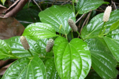 Leaves-of-Long-Pepper