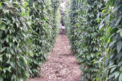 Long-Pepper-farming