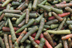 Long-Pepper-harvested