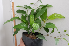 Long-Pepper-plant