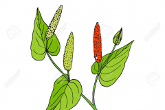 Plant-Illustration-of-Long-Pepper