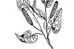Sketch-of-long-Pepper