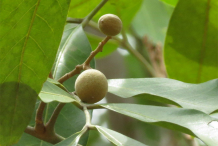Green-Longan-on-the-tree