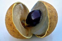 Half-cut-Longan-Fruit