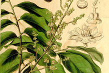 Longan-Plant-illustration