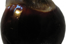 Longan-Seed