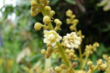 Longan-flower