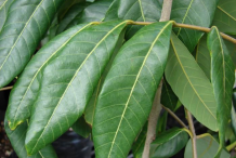 Longan-leaves