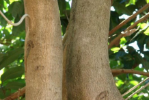 Longan-tree-Stem
