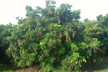 Longan-tree