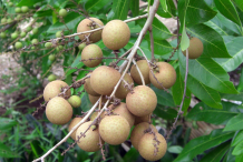 Ripe-Longan-on-the-tree
