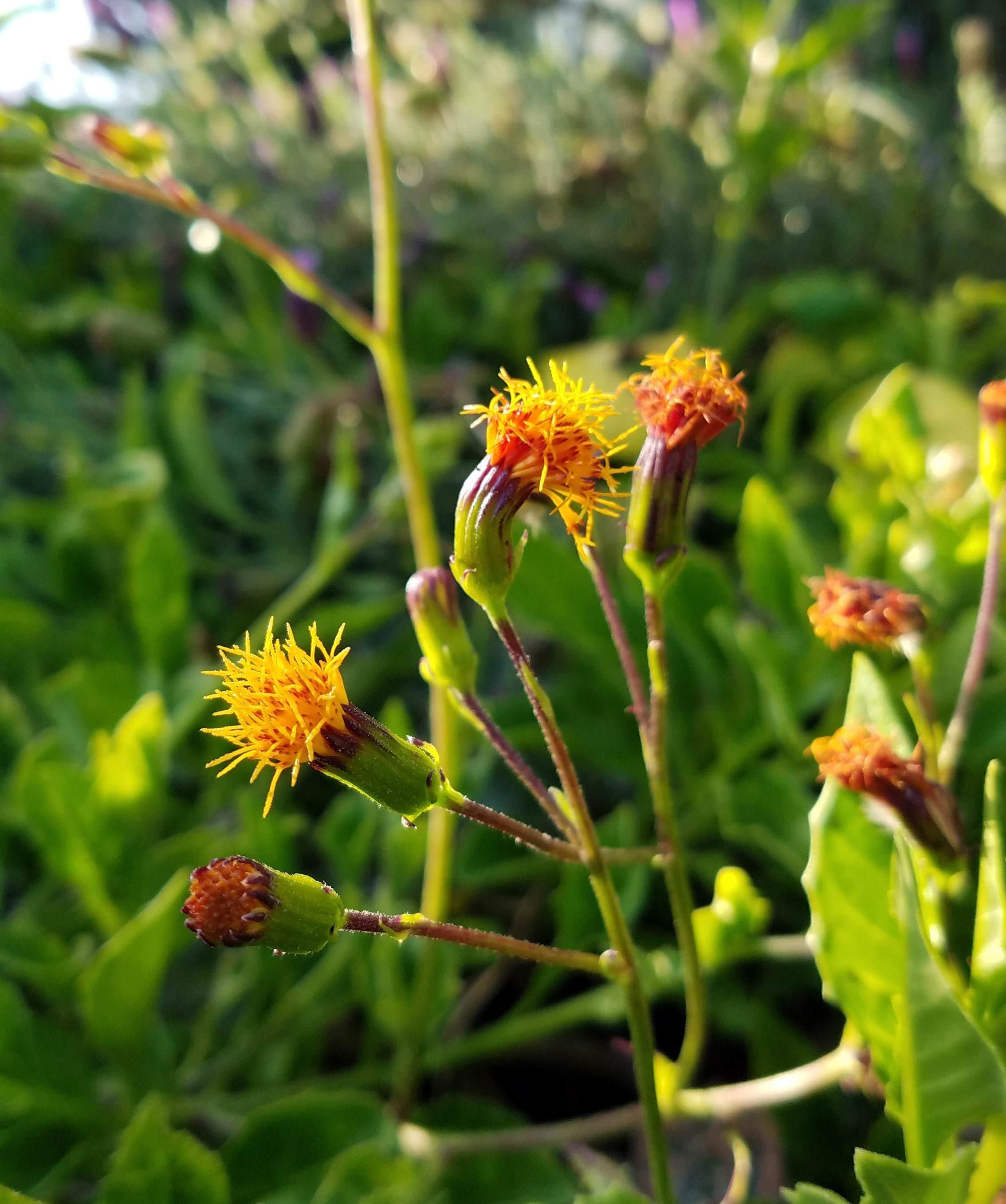 Flowers-of-Longevity-Spinach