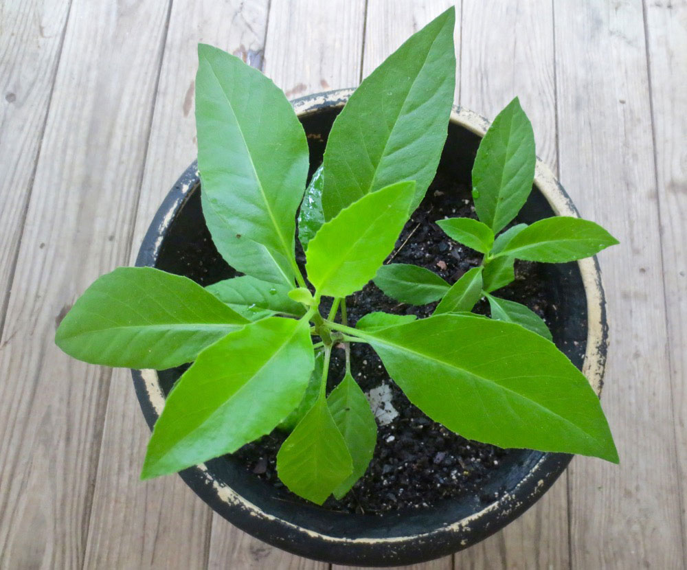 Longevity-Spinach-plant-grown-on-pot
