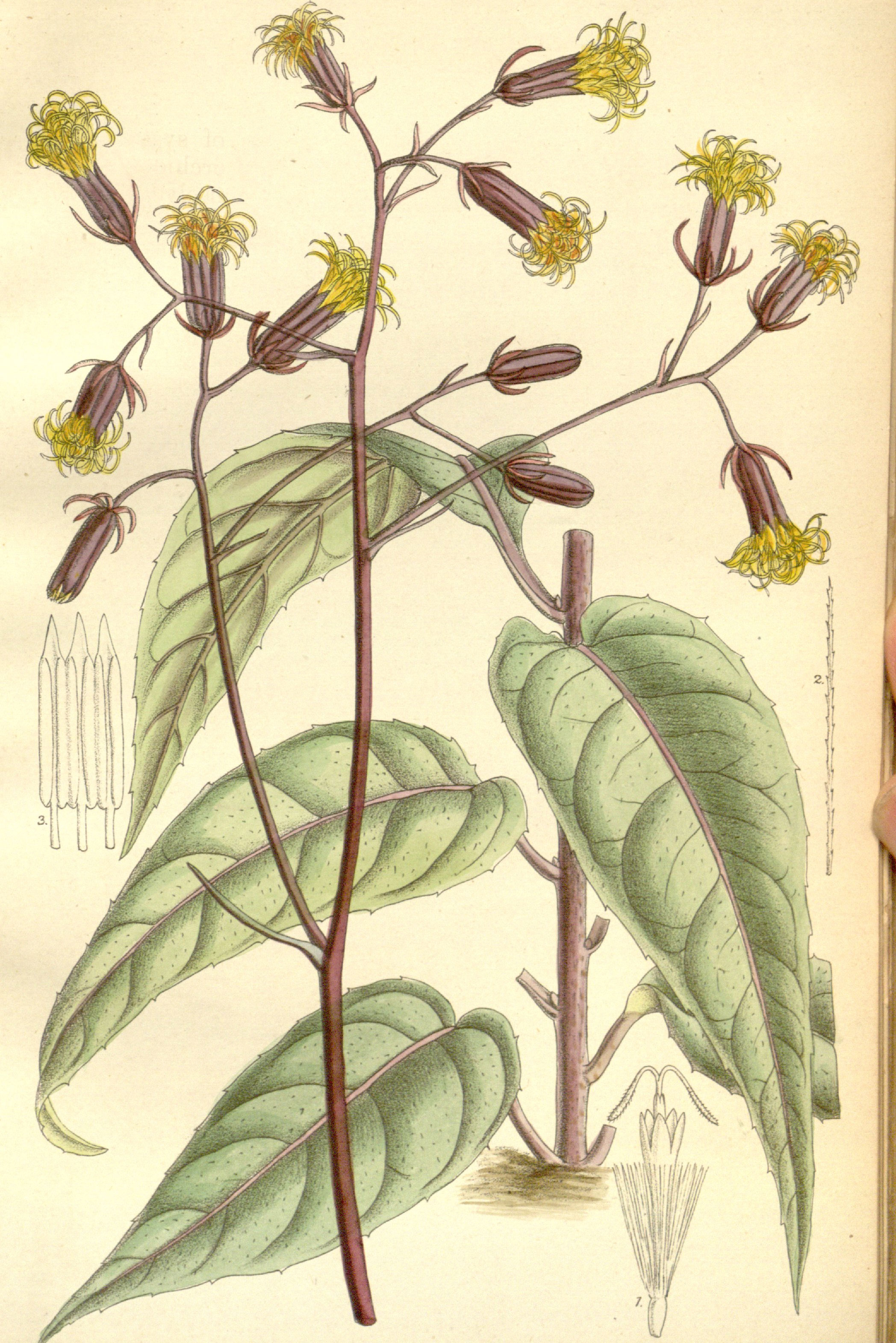 Plant-Illustration-of-Longevity-Spinach
