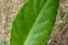 Closer-view-of-Leaves-of-Longevity-Spinach