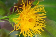 Closer-view-of-flower-of-Longevity-Spinach