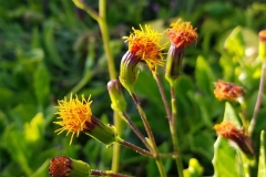 Flowers-of-Longevity-Spinach