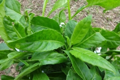 Leaves-of-Longevity-Spinach