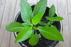 Longevity-Spinach-plant-grown-on-pot