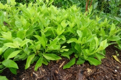 Longevity-Spinach-plant