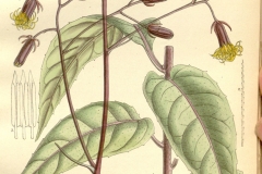Plant-Illustration-of-Longevity-Spinach