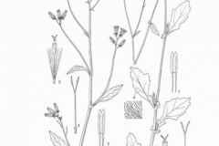 Sketch-of-Longevity-Spinach