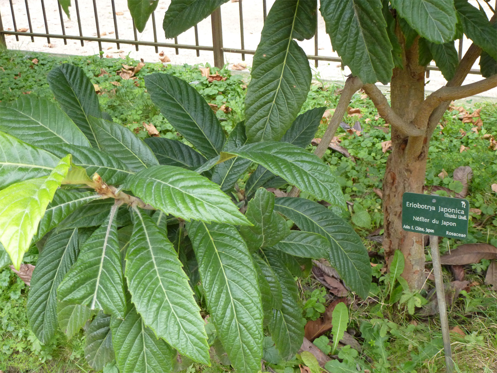 Loquat-leaves