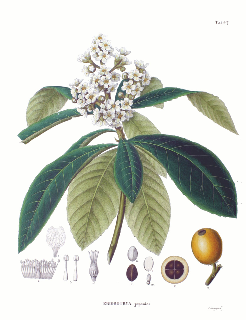 Loquat-plant-illustration