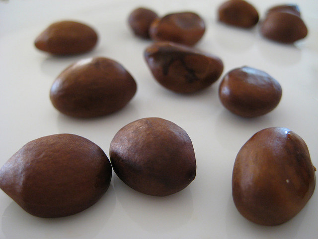 Loquat-seeds