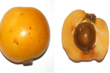 Loquat-cut