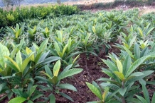 Loquat-farm