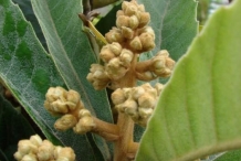 Loquat-flower-bud