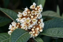 Loquat-flower