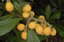 Loquat-fruit