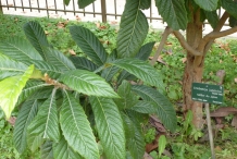 Loquat-leaves