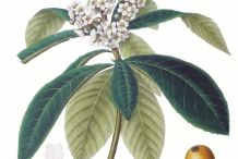 Loquat-plant-illustration