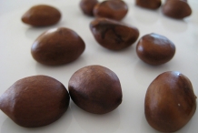 Loquat-seeds