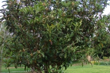 Loquat-tree
