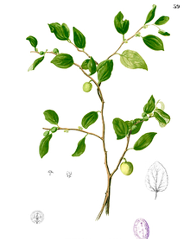 Plant-Illustration-of-Lotus-tree