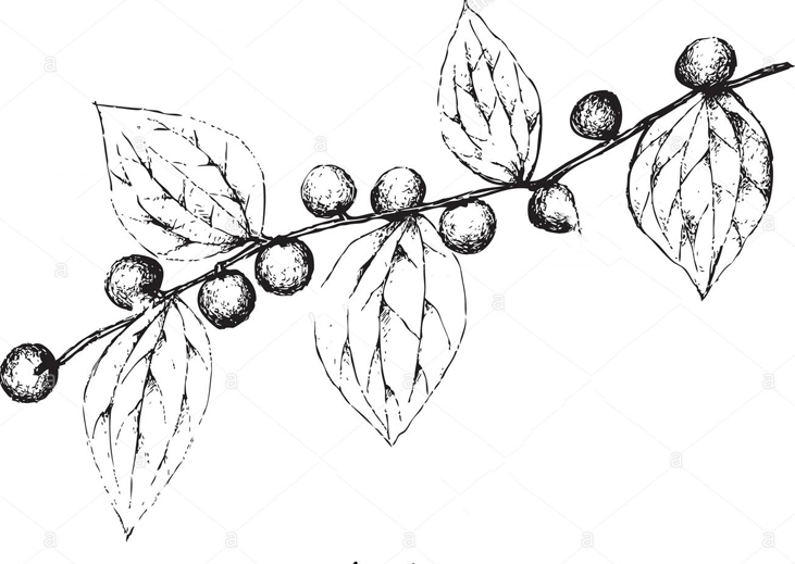 Sketch-of-Lotus-tree