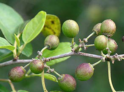 Unripe-fruits-of-Lotus-tree
