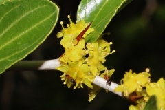 Flower-of-Lotus-tree