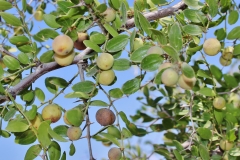 Fruit-of-Lotus-tree-on-the-tree