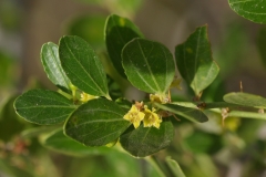 Leaves-of-Lotus-tree